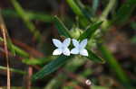 Virginia buttonweed